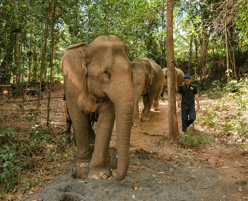 Love Elephant Sanctuary Krabi